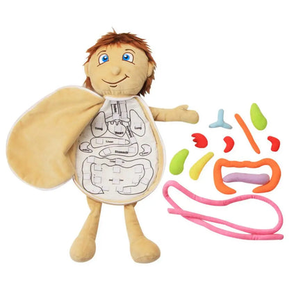 2021 Nuevo modelo de muñeca de anatomía, torso humano, modelo de cuerpo, anatomía, órganos internos anatómicos para la enseñanza, juguete educativo de peluche, Dropship