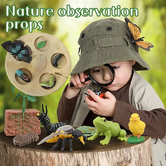 Children Simulation Biology Model Toy Animal Plant Life Growth Cycle Montessori Children Toys Set Teaching Aids Educational Toys